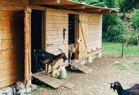 Goat Housing Everything You Need To Know