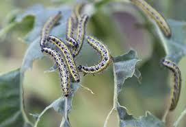 how to get rid of caterpillars naturally