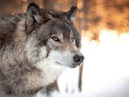Безумно можно быть первым: чего ради волки на луну воют - Звук