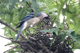 riverside park blue jay nest urban hawks