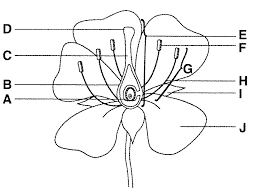 flower structure and function diagram