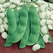 garden pole lima bean bean seeds