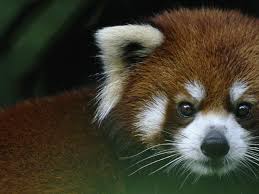 Animals names list from a to z. Red Panda Species Wwf