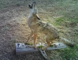 coyotes wyrick s taxidermy