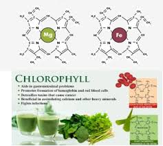 difference between chlorophyll and
