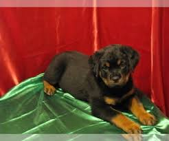 See puppy pictures, health information and reviews. View Ad Rottweiler Puppy For Sale Near Minnesota Remer Usa Adn 206625