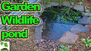build a wildlife pond for your garden