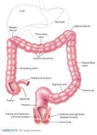 large intestine structure function