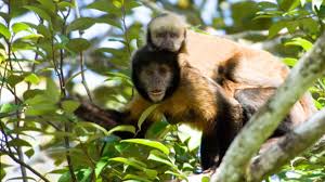 monkeys can be as spiteful as humans