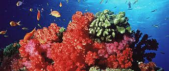 Coral Reefs Wwf