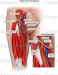 I'm having significant groin area pain for the first time. Female Anatomy Groin Anatomy Drawing Diagram