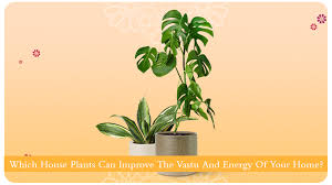 House Plants Can Improve The Vastu