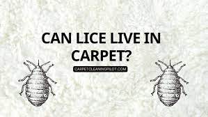 can lice live in carpet keep carpets
