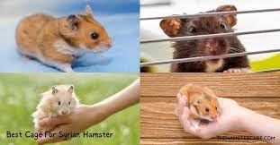 6 best cage for syrian hamsters glass