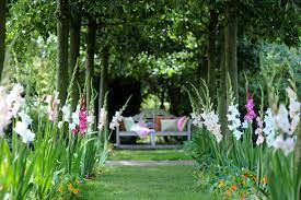 when to plant gladioli for magnificent