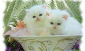 white baby cat wallpapers wallpaper cave