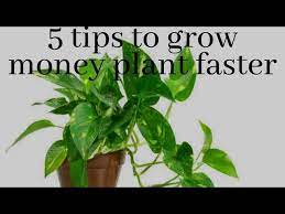 How To Grow Money Plant Faster Top 5