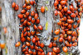 should you ladybugs for the garden