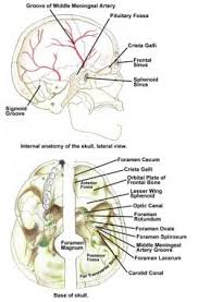 It is made up of more than 100 billion nerves that communicate in trillions of connections called synapses. Skull Base Anatomy Overview Anterior Skull Base Middle Skull Base