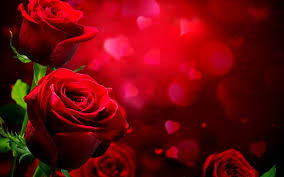 Free download Love Wallpaper Hd Loving Hearts Wallpapers Red Roses  Beautiful [1600x1000] for your Desktop, Mobile & Tablet | Explore 26+ Loving  Backgrounds | Loving Wallpapers, Loving Wallpaper, Loving Couple Wallpaper
