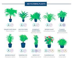 Air Filtering Plant Guides Purifying House Plants