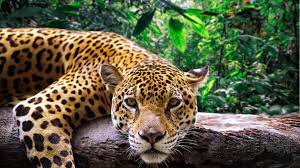 In the wild, jaguars will use their speed and stealth to take down deer, peccary, monkeys, birds, frogs, fish, alligators and small rodents. Why Jaguars Are Under Siege