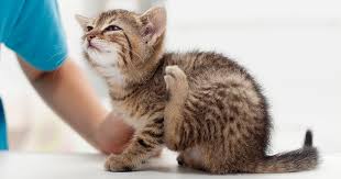 When your feline friend has ear problems, you may notice a much different kitty. Ear Problems In Cats Pdsa