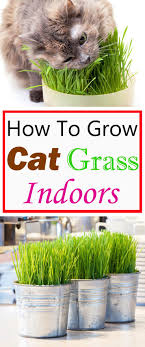 Barley grass has vitamins, minerals, amino acids, and enzymes to help your cat's digestion. Growing Cat Grass Indoors Balcony Garden Web