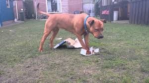 It results from the crossing of a purebred german shepherd dog (gsd) with a purebred rottweiler. Boerboel X Rottweiler Beau Tearing Up A Box Youtube