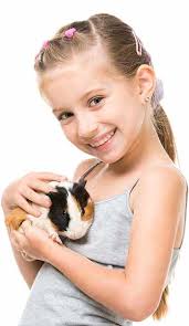 are guinea pigs hypoallergenic tips