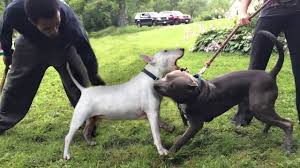 The staffordshire bull terrier was first developed in the northern sections of birmingham and in staffordshire, england. Bull Terrier Vs Staffordshire Bull Terrier Youtube
