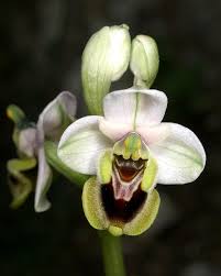 Ophrys tenthredinifera - Wikipedia