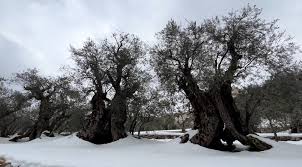 oldest olive trees in lebanon