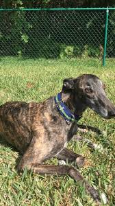 Greyhound lines, inc is the largest bus operator in north america with over 3,800 destinations. Column Racing Ban Not Choice Of Greyhound Adoption Agencies