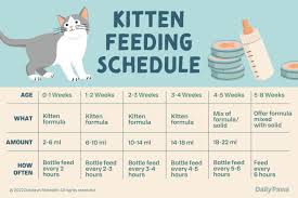 kitten feeding schedule from newborn