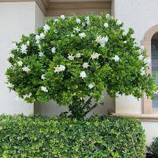 12 Beautiful Types Of Gardenias In Florida