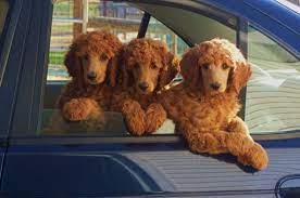 akc registered standard poodle puppies