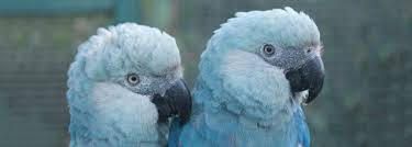 blue parrots of south america