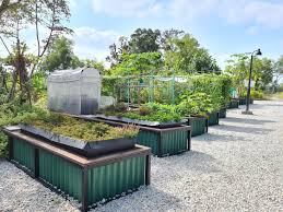 allotment gardens