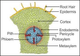 Image result for structure of t s of dicot root