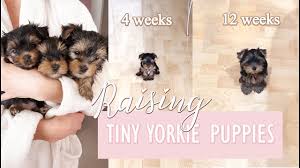 raising tiny yorkie puppies age 3