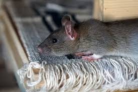 Keep Rodents Out During The Rainy Season