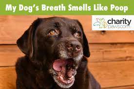 breath smell like