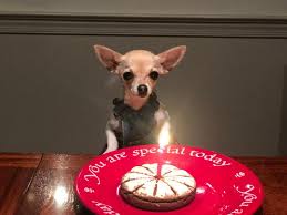 Dog birthday cakes petsmart (👍 ) | dog birthday cakes petsmart how to dog birthday cakes petsmart for. The Lazy Dog Cookie Co Pup Pie Trade Happy Birthday Dog Treat Dog Biscuits Bakery Petsmart