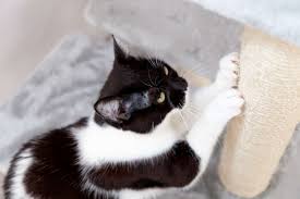 Instead of punishing your cat, you can train the cat to not scratch the furniture, krieger says. How To Stop Cats From Scratching Furniture Petstock Blog