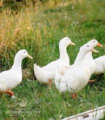 Pekin Ducklings For Day Old