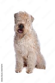 soft coated wheaten terrier dog stock