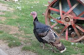 Rearing of turkeys also demands that you make regular visits to the animals, as they love to be in the company of some people. Turkey Farm Bird Free Photo On Pixabay
