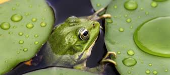 encouraging frogs to live in your