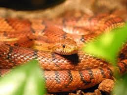 Corn Snake Care What You Need To Know